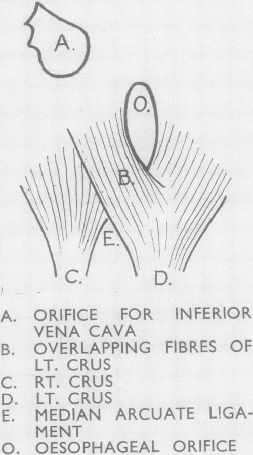 graphic file with name thorax00035-0020-d.jpg