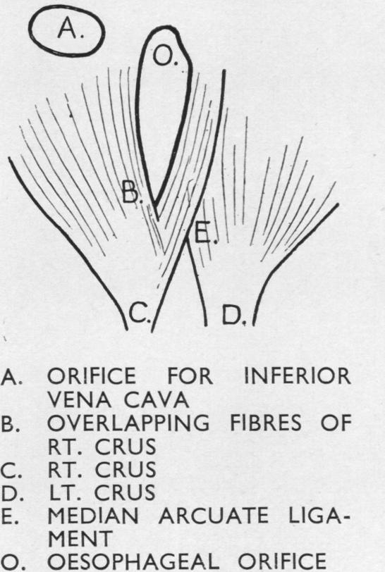 graphic file with name thorax00035-0017-d.jpg