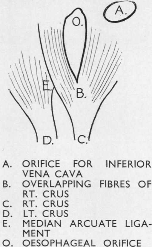 graphic file with name thorax00035-0017-c.jpg