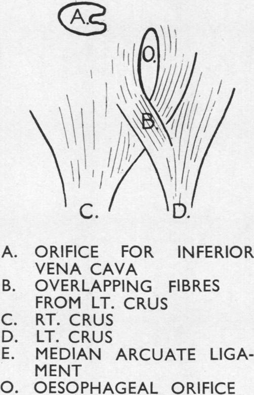 graphic file with name thorax00035-0019-c.jpg