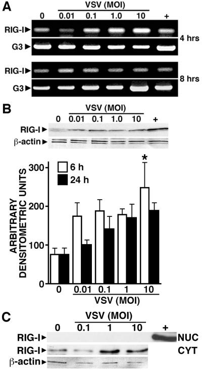 FIGURE 1