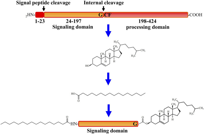 FIGURE 1