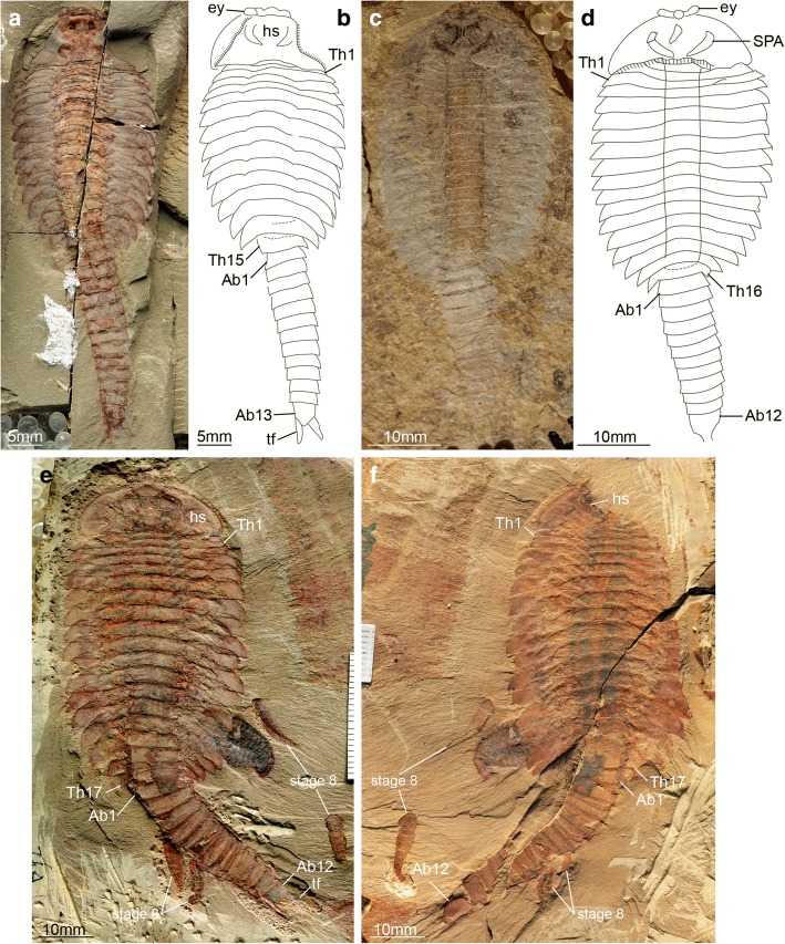 Fig. 9