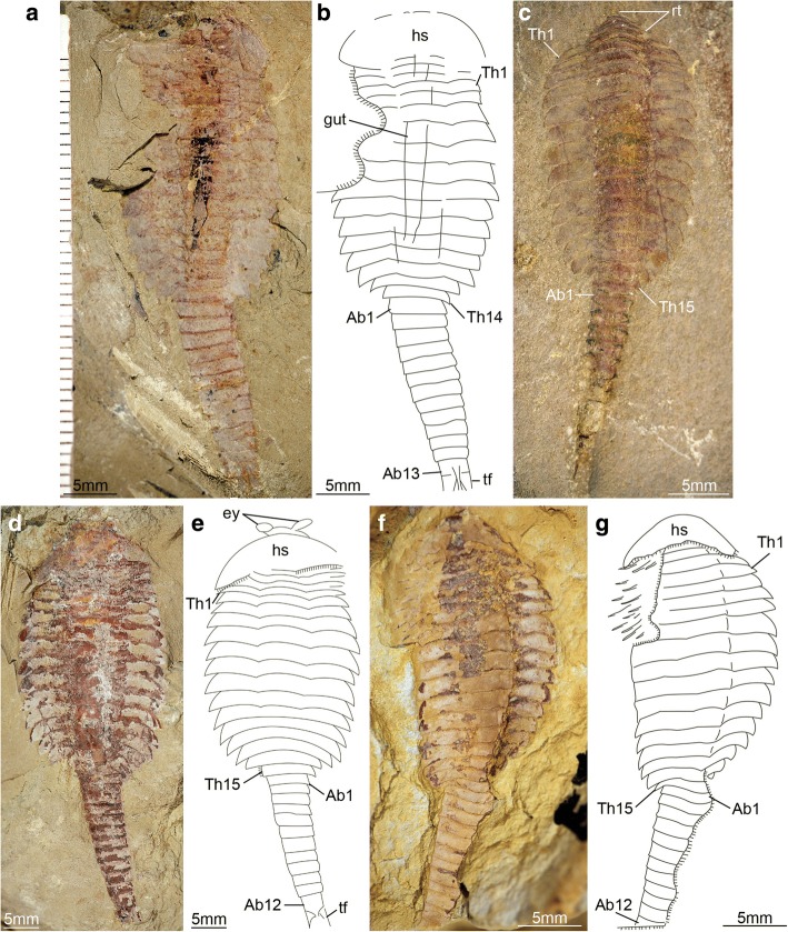 Fig. 8