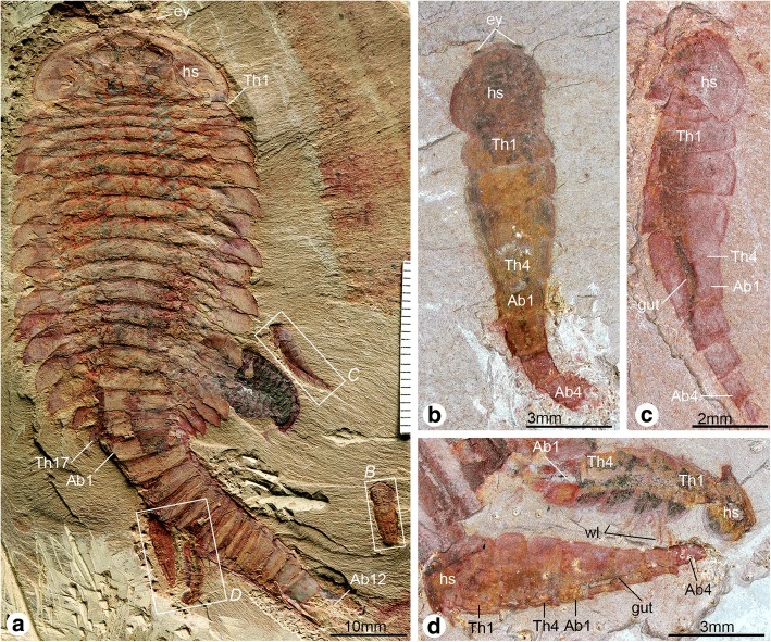 Fig. 13