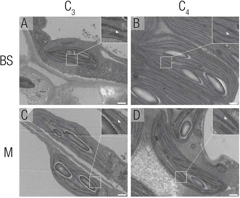 Fig. 8.