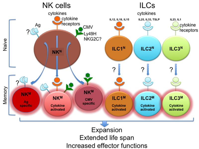 Pathways for generation of memory NK cells and possibly memory ILCs.