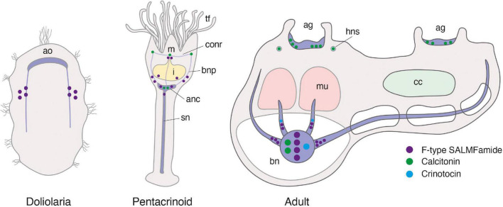 FIGURE 14