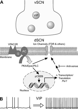 Fig. 7.