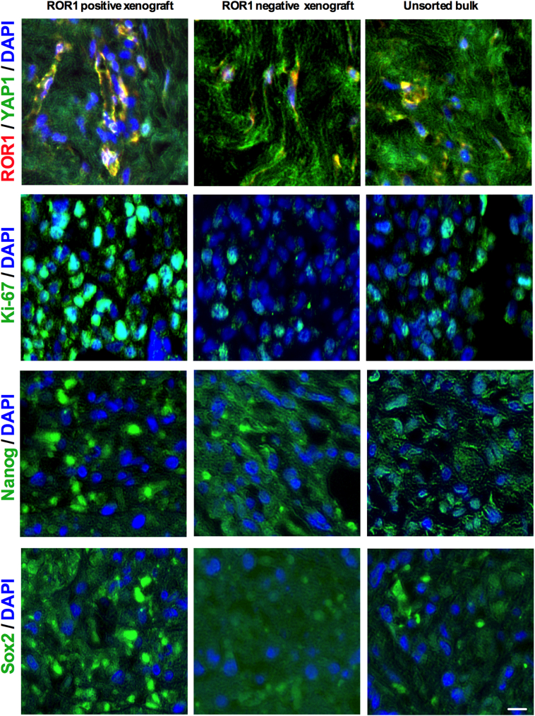 Supplementary Fig. S5