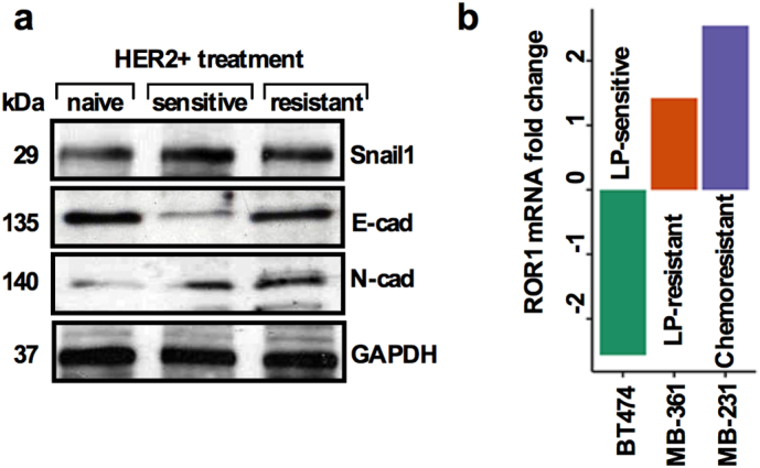 Supplementary Fig. S2