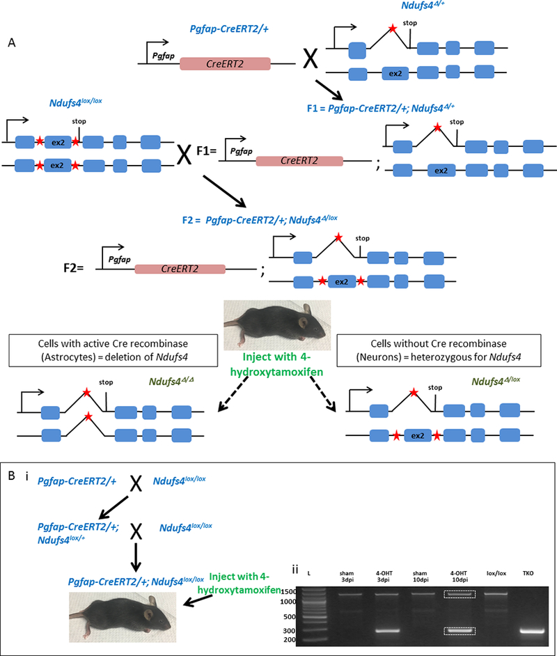 Figure 1: