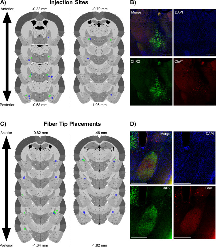 Figure 4—figure supplement 1.