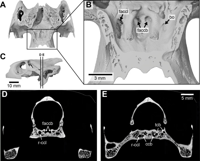 Figure 17