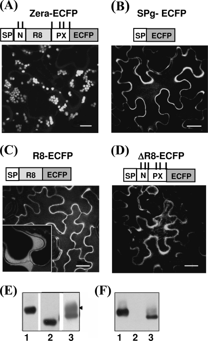 FIGURE 1.