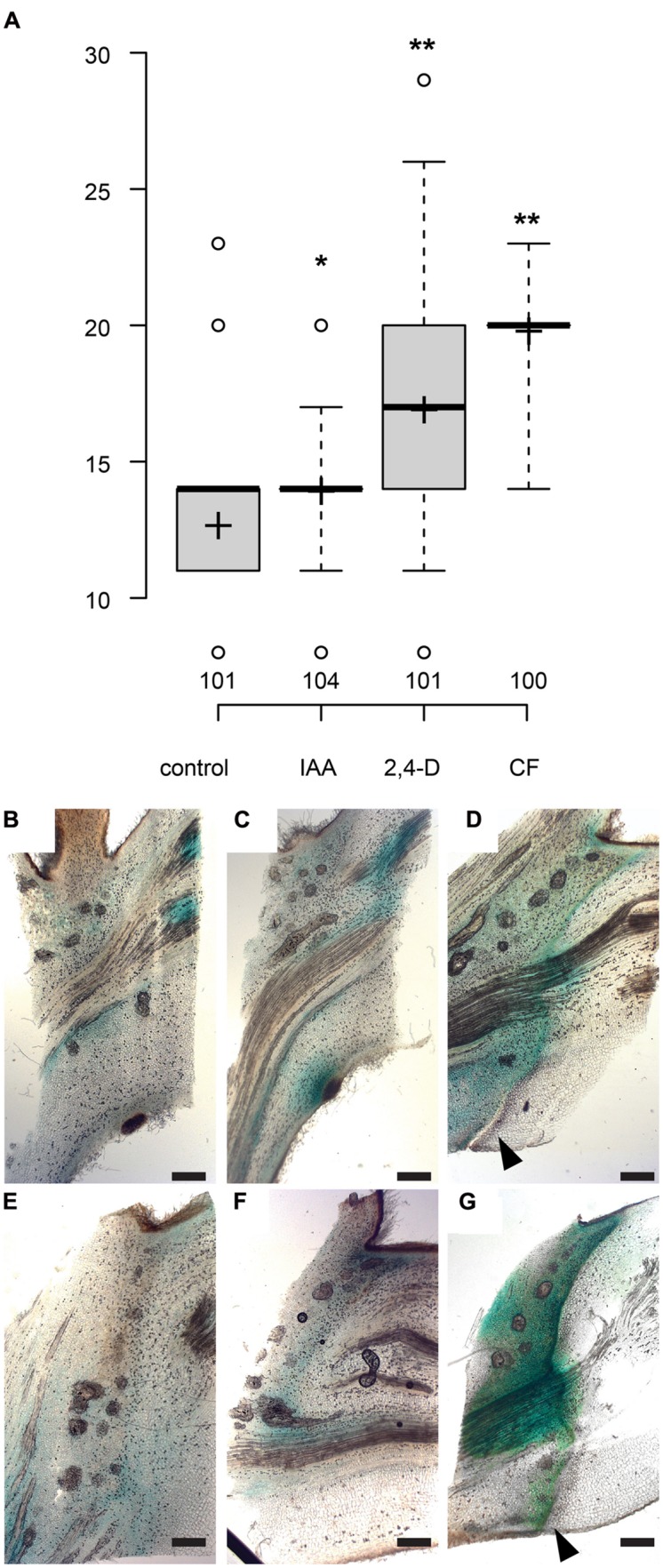 FIGURE 4