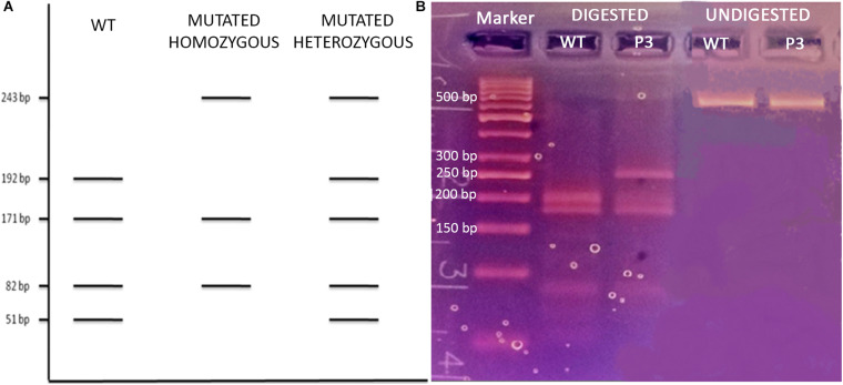 FIGURE 3