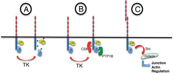 Figure 17