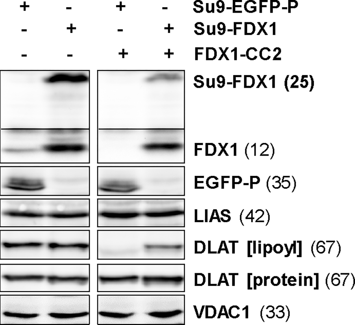 Extended data Figure 5 |