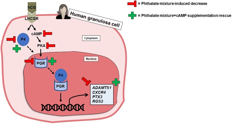 Graphical Abstract