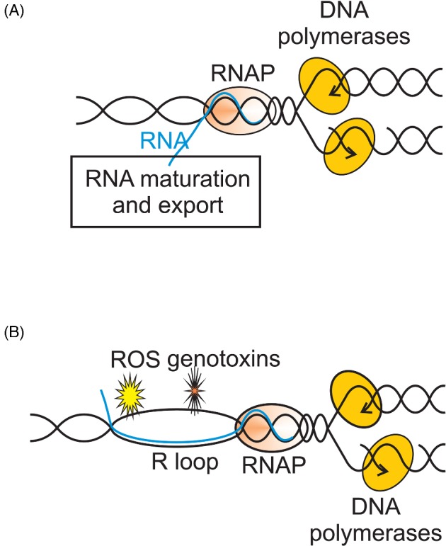 Figure 7.