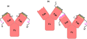 Cartoon diagram illustrating the two possible binding modes between 11H9 and the ePG-1 polypeptide. In (a), the mAb 11H9 having two F(Ab)’s is shown to bind ePG-1 preferentially via the high-affinity binding site EDLPGEED, resulting in the 2:1 (PG:11H9) binding stoichiometry. (b) shows the cross-linking action of ePG-1 on 11H9 when their concentration ratio reaches 2:1 (PG:11H9) or below, leading to antibody aggregation.