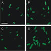 Fig. 10