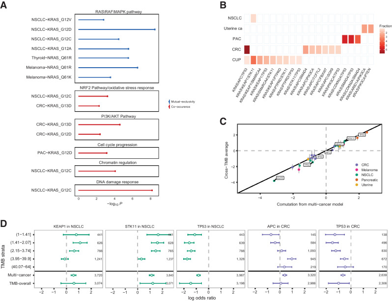 Figure 5. Convergence of RAS/non-RAS comutations in cancer hallmarks and signaling pathways, accounting for TMB and mutational spectra. A, KRAS- and NRAS-mutant alleles were mutually exclusive with mutations in the RAS/RAF/MAPK pathway, while co-occurred with mutations in the NRF2 pathway in NSCLC and colorectal carcinoma, PI3K/AKT pathway in colorectal carcinoma, cell-cycle progression in PAC and chromatin regulation and DNA damage response in NSCLC. B, Triple mutations in KRAS G12C-mutant NSCLC, uterine, PAC, colorectal carcinoma, and CUP tumors. C, Concordance between RAS/non-RAS gene associations between the multicancer model and a TMB-stratified model. Vertical error bars indicate the IQR of the overall association across TMB strata. Highlighted are RAS/non-RAS associations that were statistically significant in the multicancer model but have an overall association in the TMB-stratified model near 0, suggesting that the associations identified in the multicancer model were confounded by TMB. D, Examples of comutations confounded by TMB include RAS codon 12, 13, and 61 mutations and APC mutations in colorectal carcinoma, KRAS codon 12, 13, and 61 mutations in colorectal carcinoma, KRAS codon 12, 13, and 61 mutations and KEAP1 and STK11 mutations in NSCLC. While KRAS/APC and TP53 co-occurrence were influenced by higher TMB in colorectal carcinoma, an inverse association was noted in NSCLC, where KRAS/STK11 and KEAP1 comutations were positively selected in TMB-low tumors. CRC, colorectal cancer; NSCLC, non–small cell lung cancer; PAC, pancreatic adenocarcinoma; CUP, cancer of unknown primary.