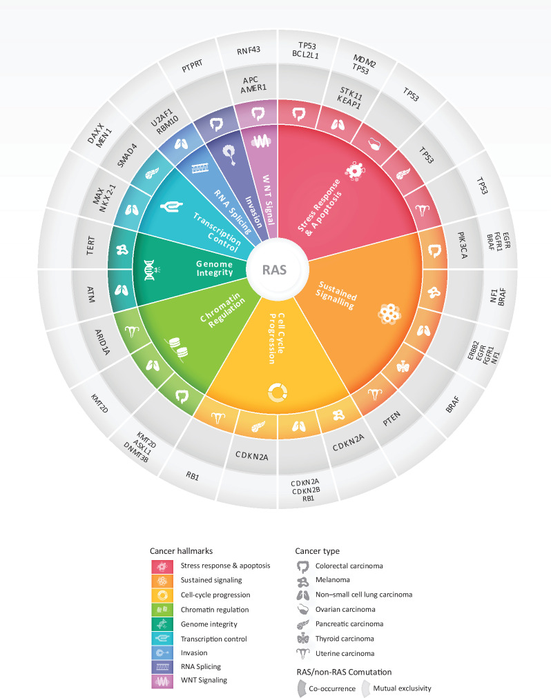 Figure 8. RAS comutations involve cancer hallmarks in a cancer lineage–dependent manner. RAS comutation patterns point to dependencies of mutant RAS on oncogenic signaling under cancer hallmark pathways. Master regulators of different cancer hallmarks are co-mutated or are mutually exclusive with RAS activating mutation depending on the tumor tissue origin. A representative example is that of the cell-cycle regulators CDKN2A and CDKN2B that are co-mutated with RAS in pancreatic cancer and melanoma, while less frequently co-mutated in NSCLC. Similarly, cancer hallmarks are differentially recruited in RAS-mutant tumors depending on the tumor tissue lineage. TP53 alterations co-occurred with RAS mutations in pancreatic cancer but were co-mutated less frequently that expected in RAS-mutant uterine, ovarian cancer, colorectal cancer, and NSCLC. This context-dependent genomic radial of RAS-mutant tumors may point to potential targets for combination therapeutic interventions.