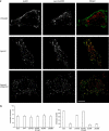 Figure 4fg