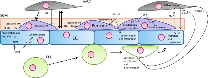 FIG. 1.