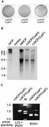 FIG. 8.