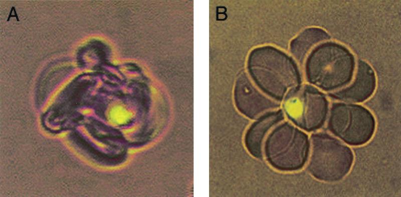 FIG. 1