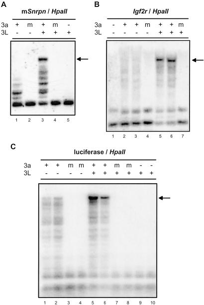 Fig 2.