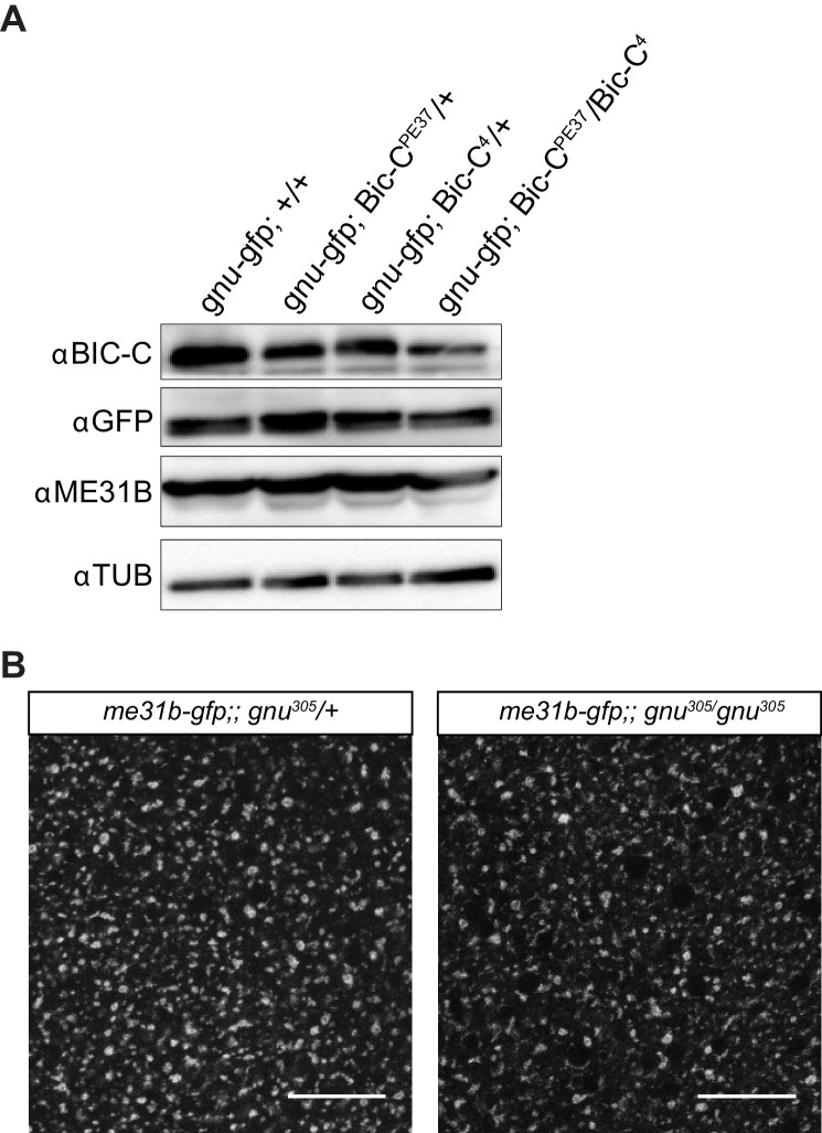 Figure 5—figure supplement 1.