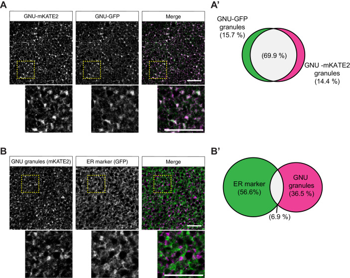 Figure 4—figure supplement 1.