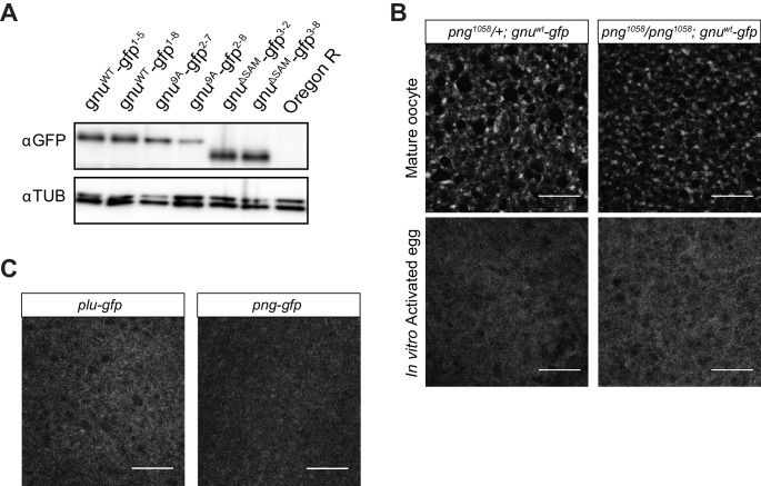 Figure 3—figure supplement 1.