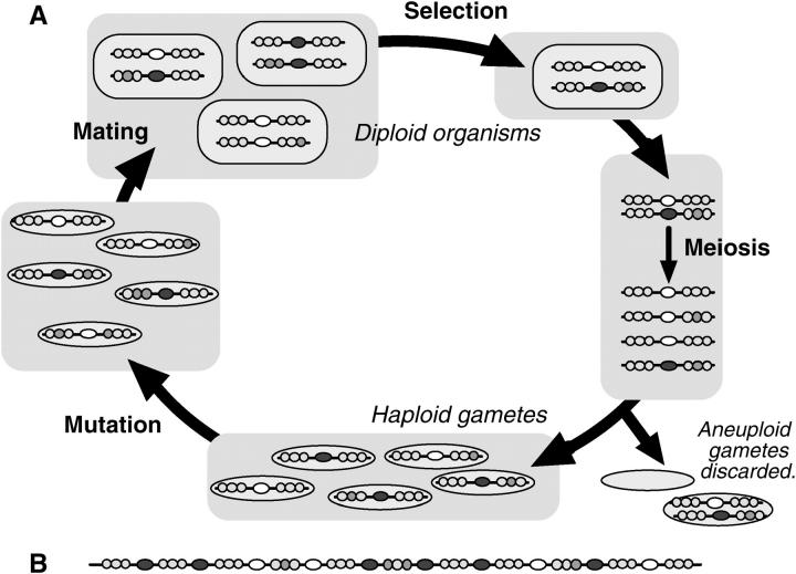 Figure 2.—