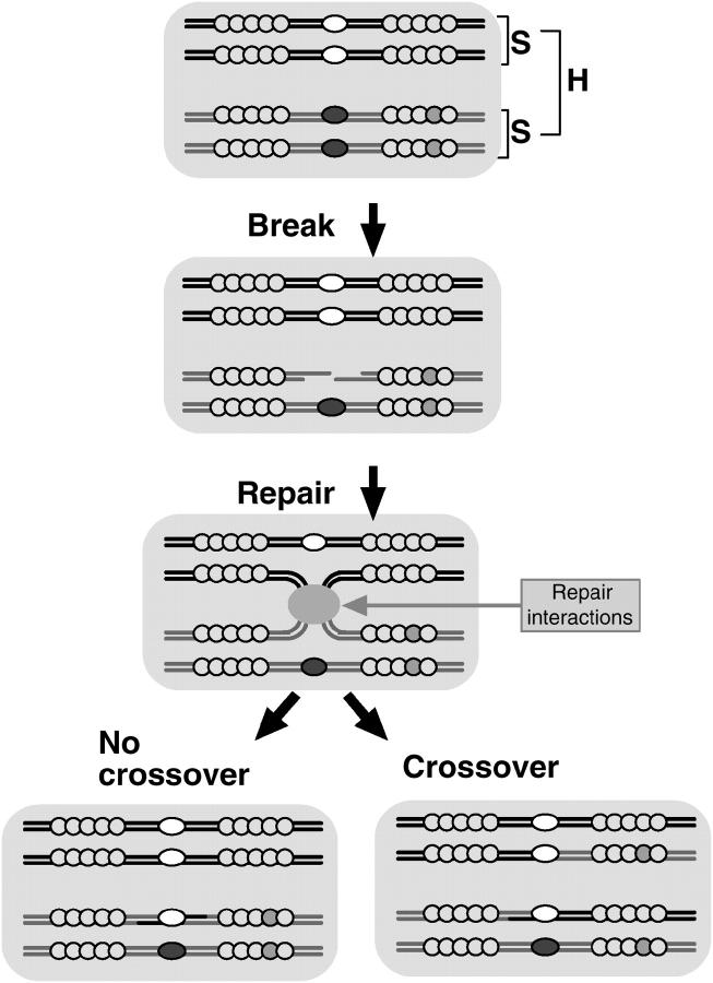 Figure 1.—