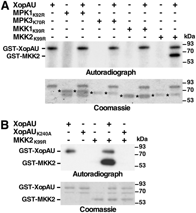 Fig 11