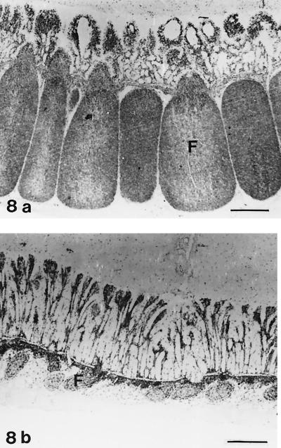 FIG. 8.