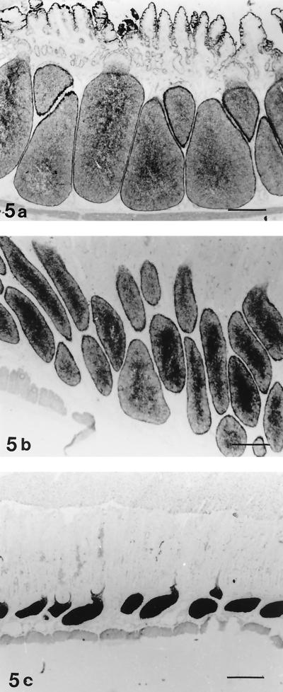 FIG. 5.