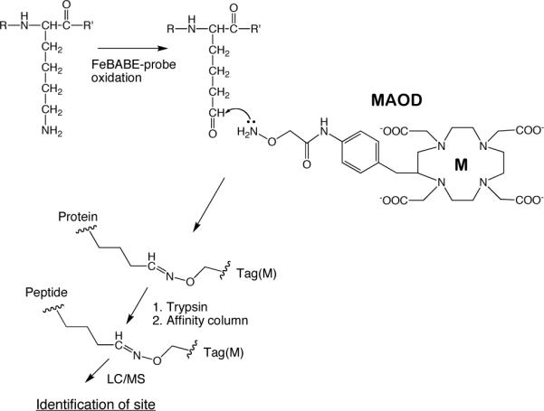 Scheme 2