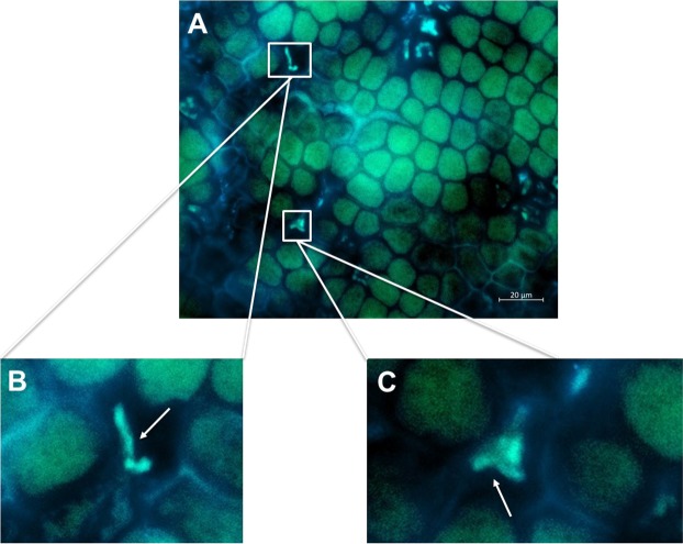 Figure 4