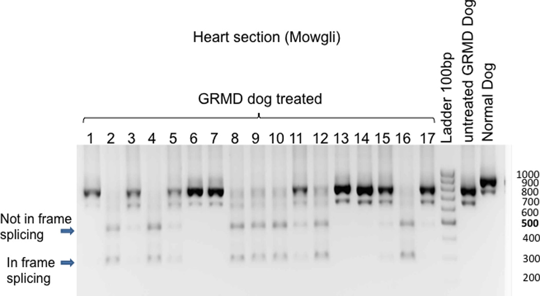 Figure 7