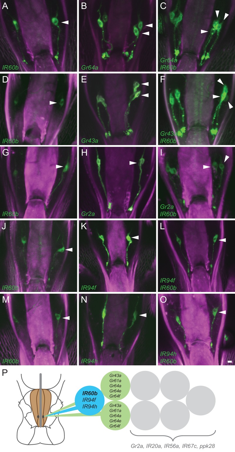 Figure 2.