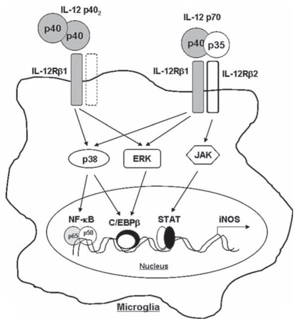 Fig. 12