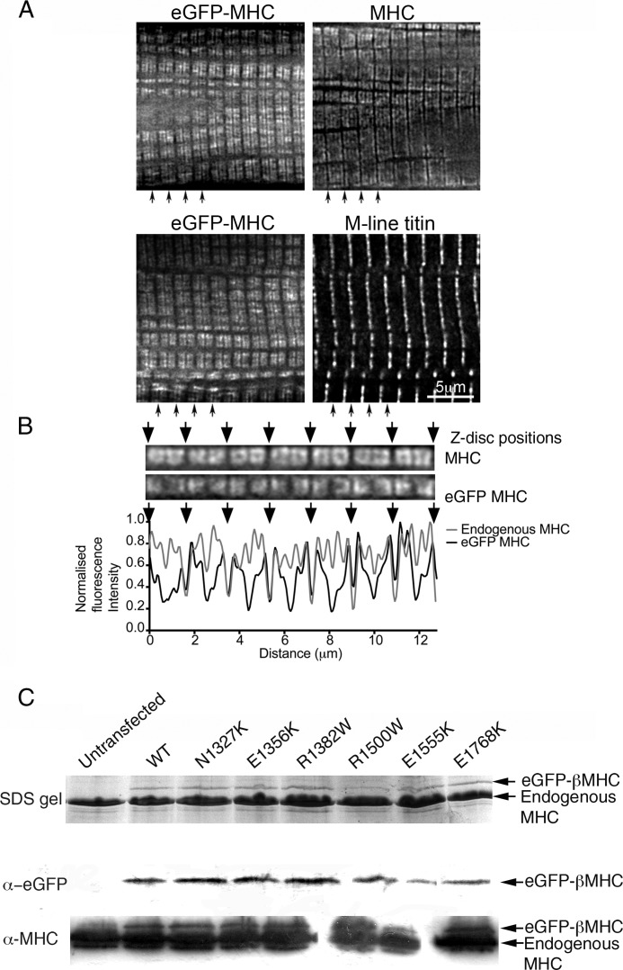 FIGURE 1.