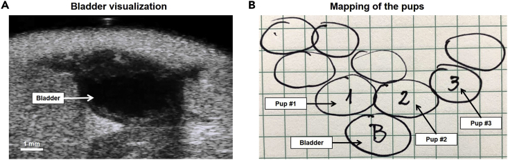 Figure 7