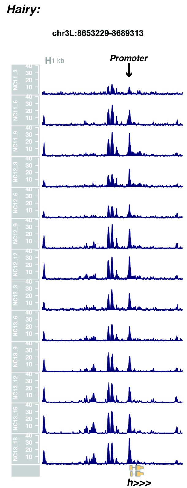 Figure 1—figure supplement 13.